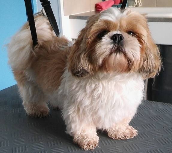 chien-de-salon (1)