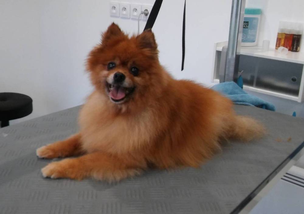 chien-de-salon (2)