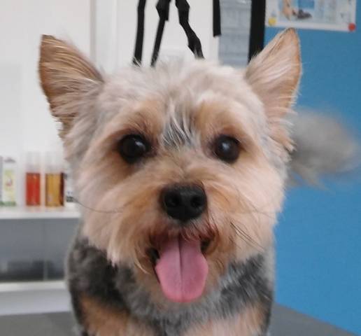 chien-de-salon (5)