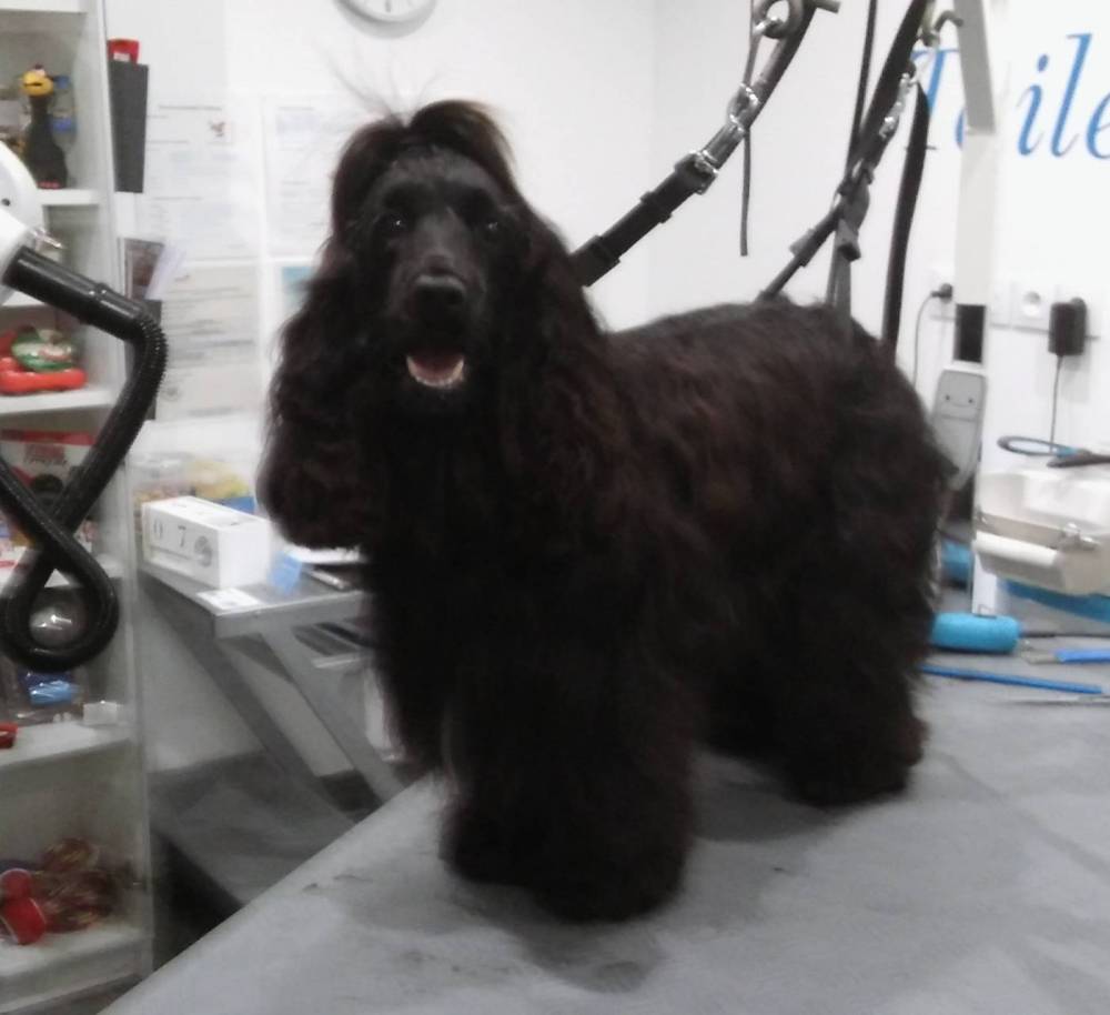 chien-de-salon (7)