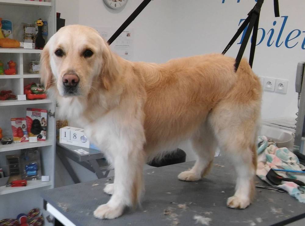 chien-de-salon (8)