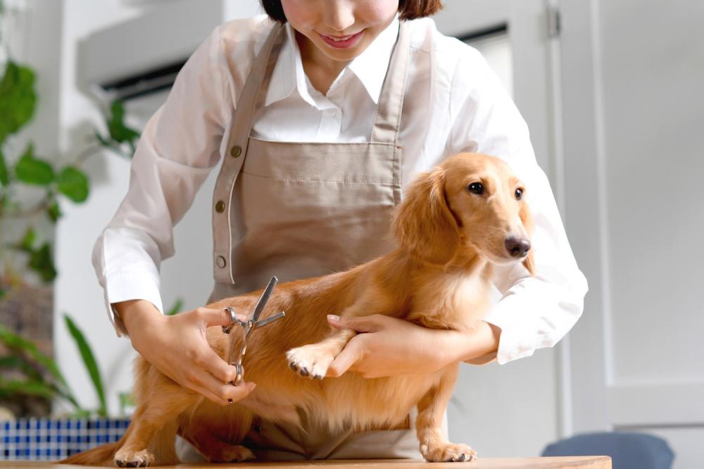 Toilettage chien (1)