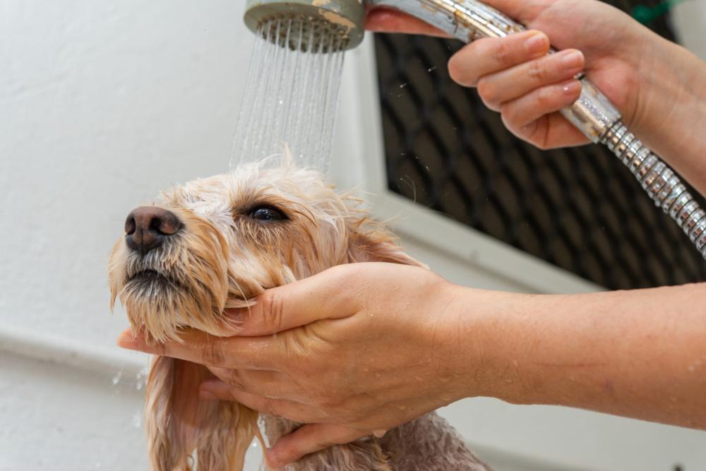 Toilettage chien (2)