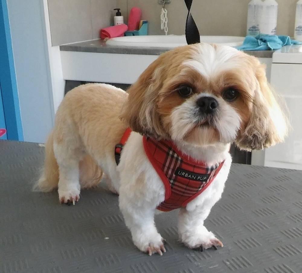 chien