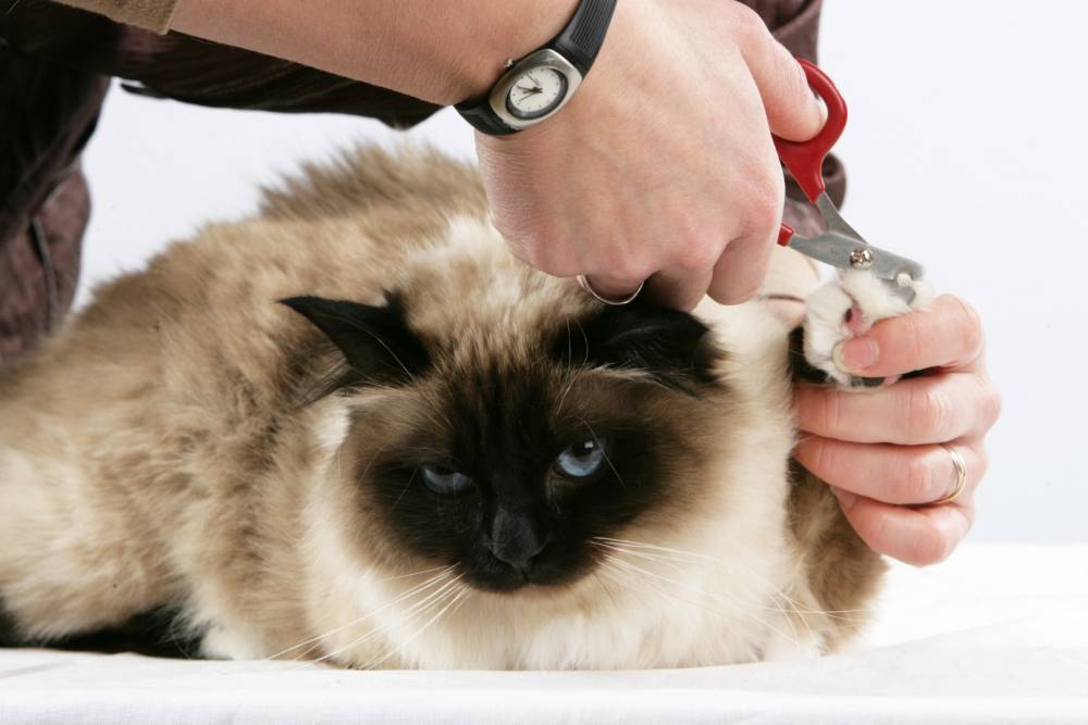 Toilettage chat à Bernières-sur-Mer